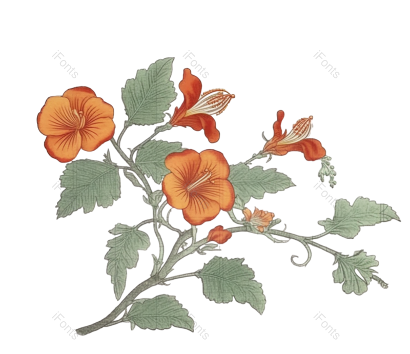 红色的花图片,白色背景元素,植物PNG,免抠素材